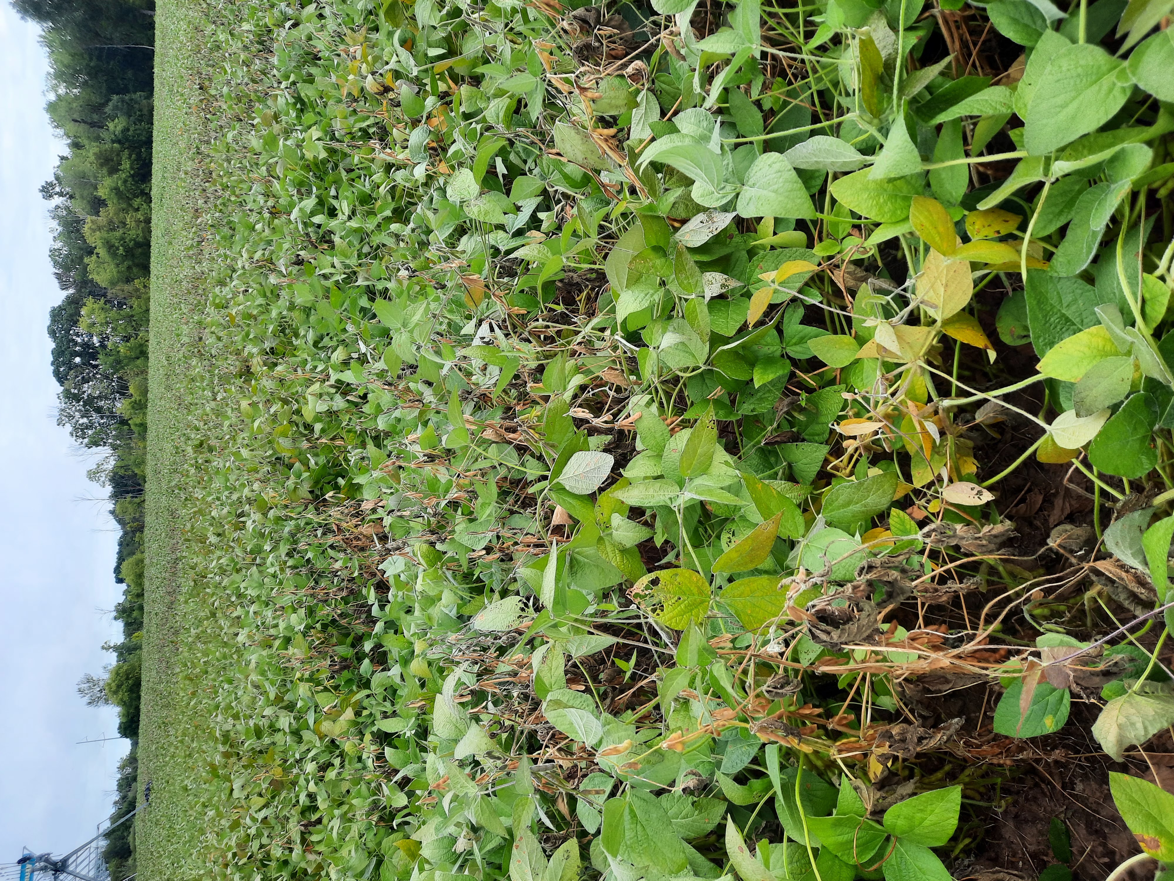 soybean field with white mold